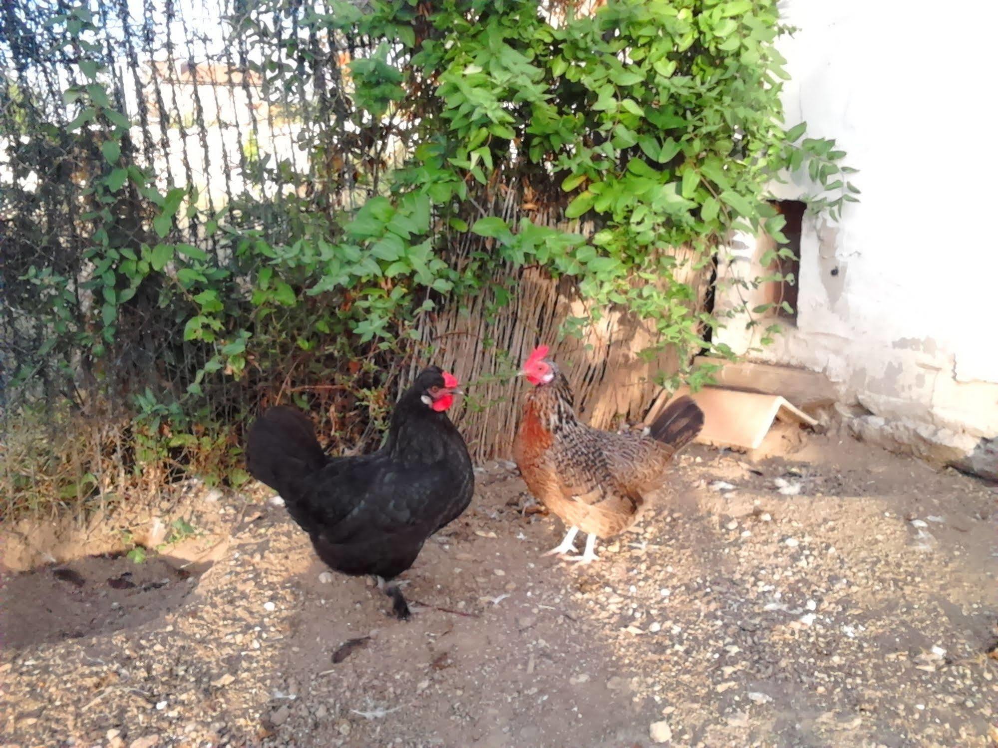 בית הארחה רובלדו דה צ'אבלה 	El Jardincillo מראה חיצוני תמונה